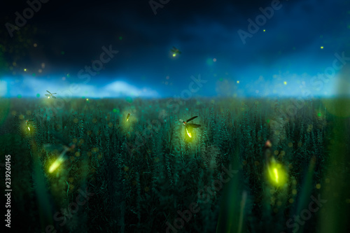 firegly on a grass field at night