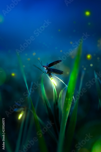 firegly on a grass field at night