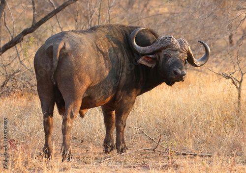 African cape buffalo in Kruger National Park  South Africa
