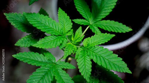 Wallpaper Mural Cannabis Plant Marijuana Leaf Weed In Indoor with LED Light Torontodigital.ca