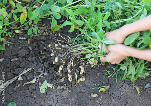 Close-up farmer hands harvest peanut on agriculture plantation. Fresh peanuts plants with roots.