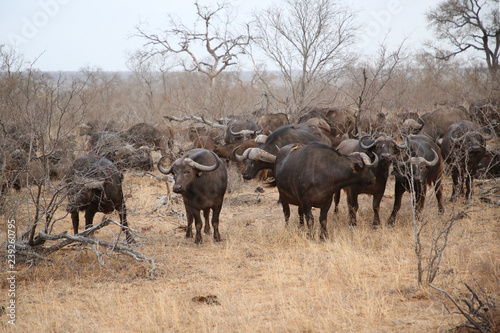 African cape buffalo herd in Kruger National Park, South Africa