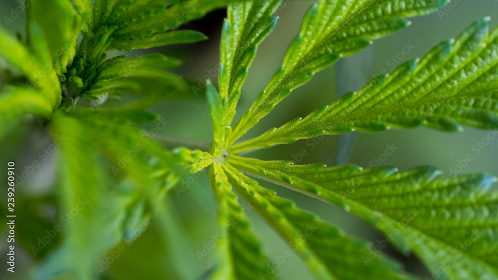 Cannabis Leaf Marihuana Plant in Garden