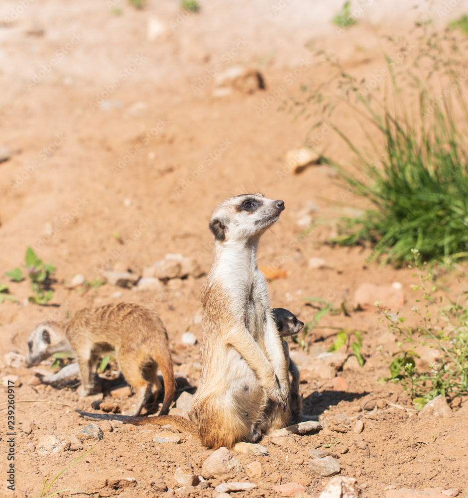 Fototapeta premium animal marmot in the park