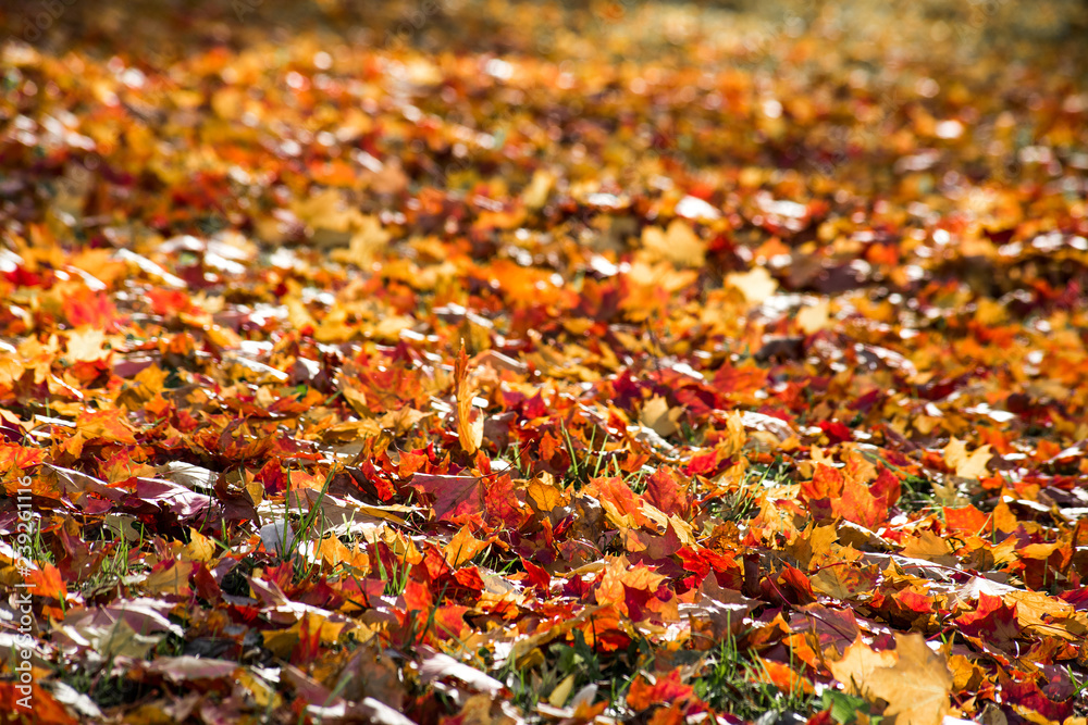 Red and yellow maple leaves Red and yellow maple leaves