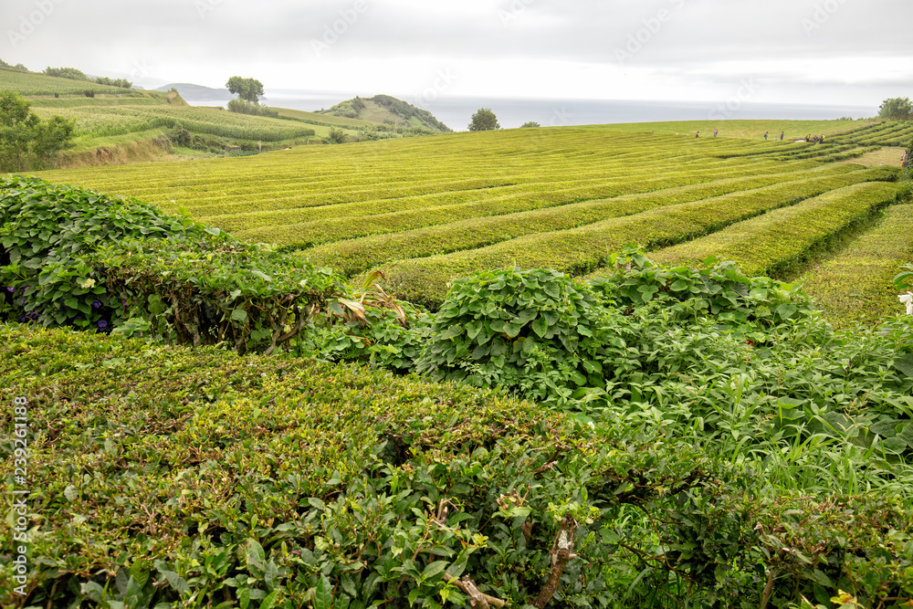 A tea plantation on the Azores island of Sao Miguel.