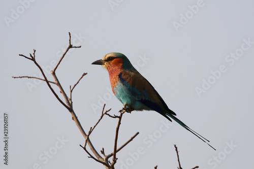 The lilac-breasted roller, one of the most common birds in the Kruger National Park, South Africa © Leonard Zhukovsky