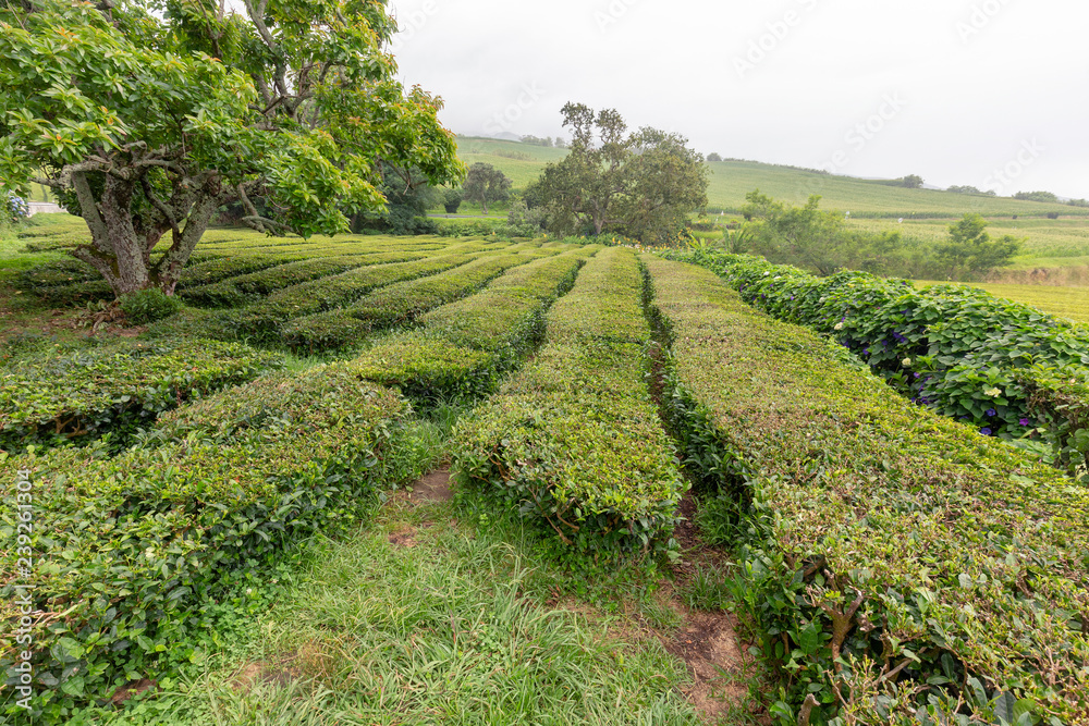 Rows of tea bushes and a tree on the island of Sao Miguel in the Azores.
