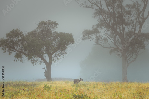 Australian countriside landscape foggy day with kangaroo in Adelaide Hills with trees in background photo