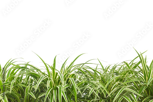 ornamental plant chlorophytum  variegatum comosum or spider plant isolated on white background  copy space