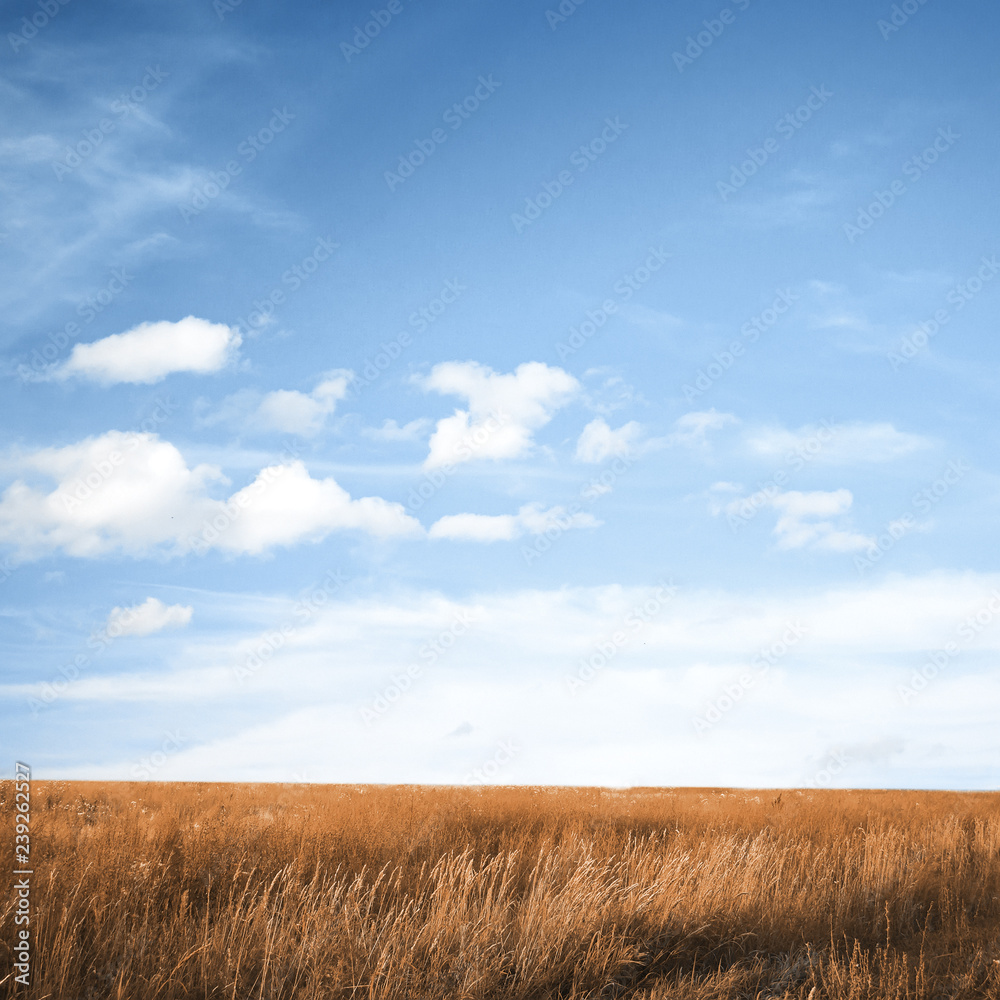 autumn fields