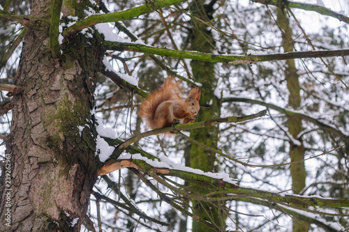 Squirrel on the tree branch. Sitting on the branch and eats nuts.	
