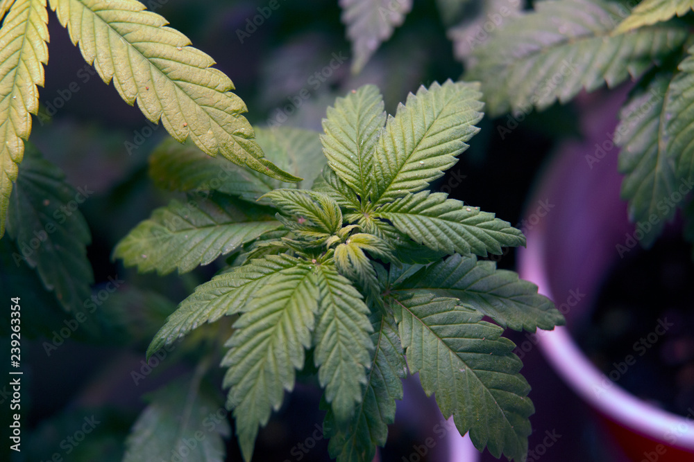Weed Grow In Indoor Tent Marijuana Cannabis Plant Weed Grow In Indoor Tent Marijuana Cannabis Plant