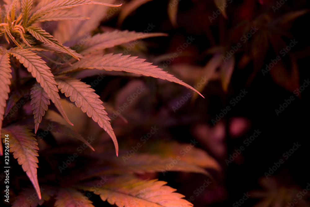 Cannabis Plant in plastic cup Indoor with Led Light Weed Marijuana Growing Cannabis Plant in plastic cup Indoor with Led Light Weed Marijuana Growing