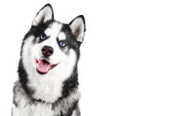 Portrait of a blue eyed beautiful smiling Siberian Husky dog with tongue sticking out isolated on white background with copy space