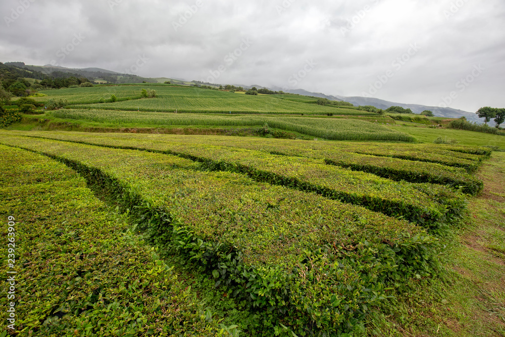 Landscape view of tea growing near Sao Bras on Sao Miguel in the Azores.
