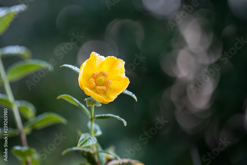 Hypericum hookerianum Wight et Arn ,the yellow flower at Doi Inthanon, Chiang Mai, Thailand