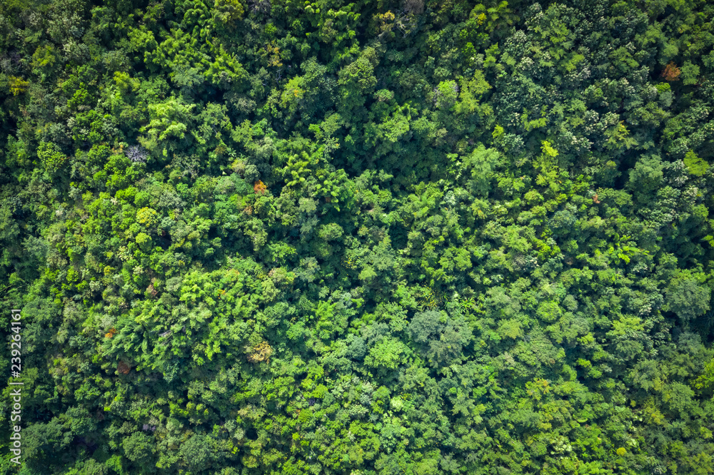 aerial view green trees on the mountain in Thailand aerial view green trees on the mountain in Thailand