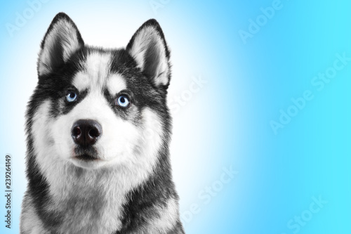 Fototapeta Naklejka Na Ścianę i Meble -  Portrait of a blue eyed beautiful serious Siberian Husky dog with his tongue hanging out isolated on sky blue background with copy space