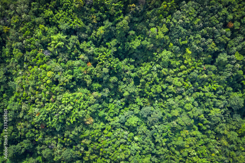 aerial view green trees on the mountain in Thailand