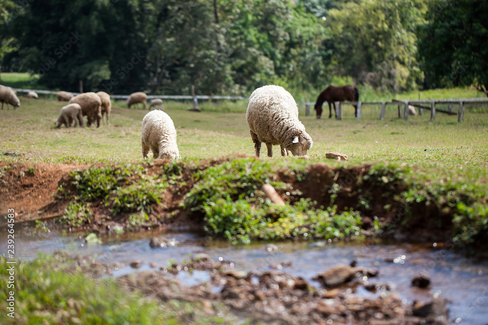 Obraz premium Sheep grazing grass