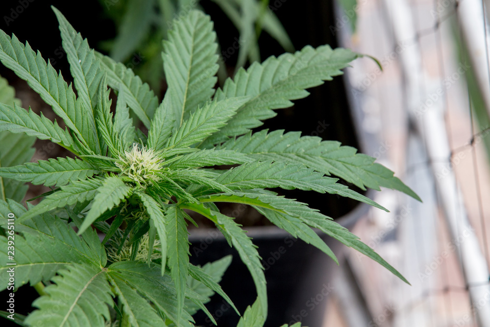 Cannabis Plant Weed Marijuana Blooming Bud In Garden Cannabis Plant Weed Marijuana Blooming Bud In Garden