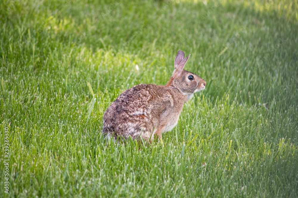 Fototapeta premium CottonTail Rabbit in a field