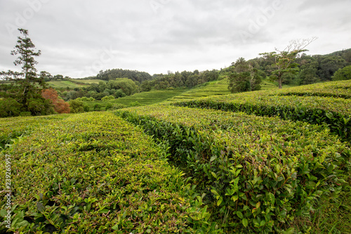 A rainy day in summer at a tea plantation in the Azores.