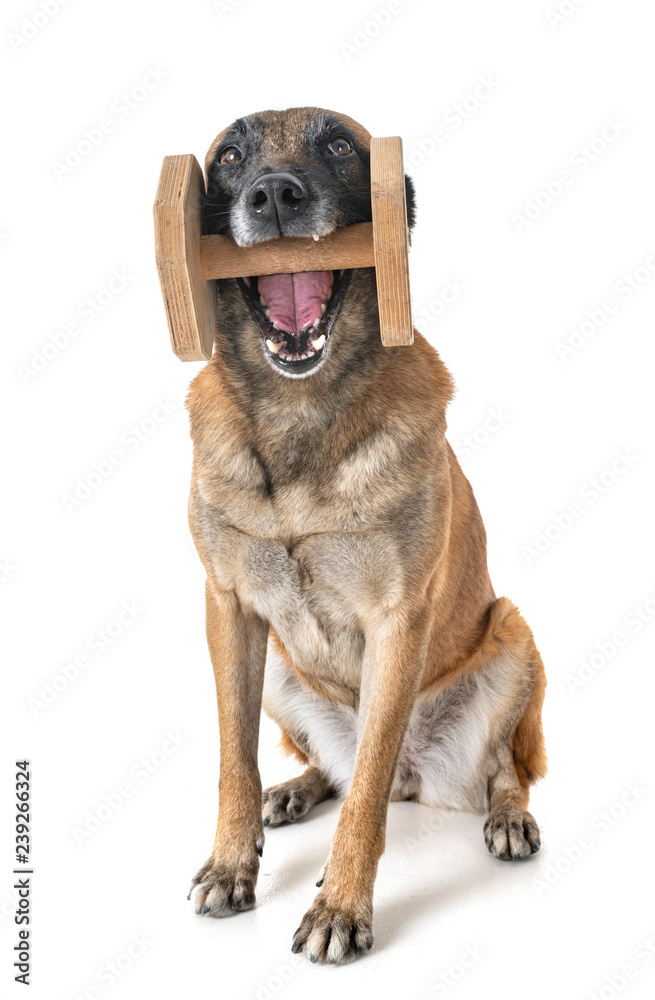 Obraz premium malinois in studio