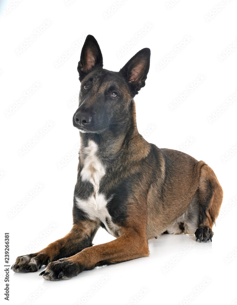malinois in studio malinois in studio