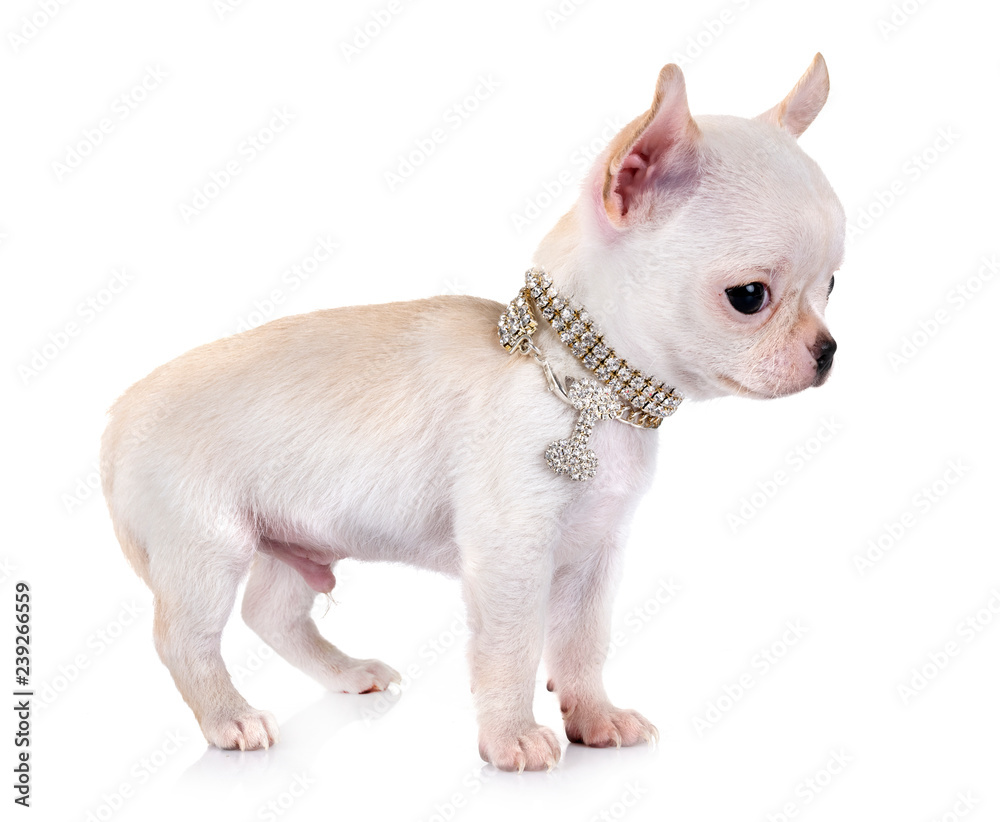 puppy chihuahua in studio puppy chihuahua in studio