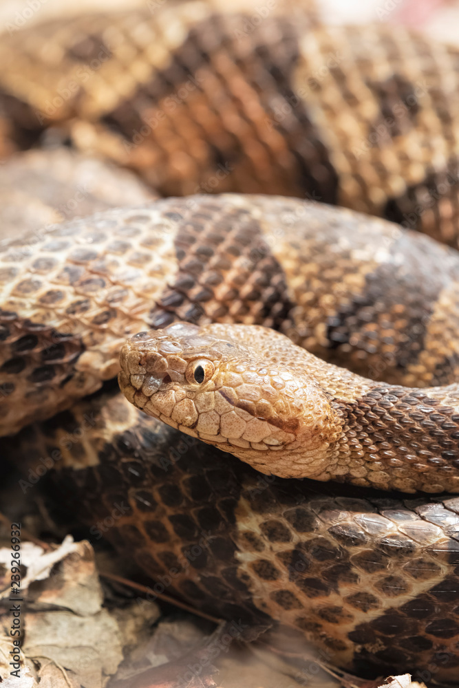 Northern Copperhead venomous pit viper found in Eastern North America Northern Copperhead venomous pit viper found in Eastern North America