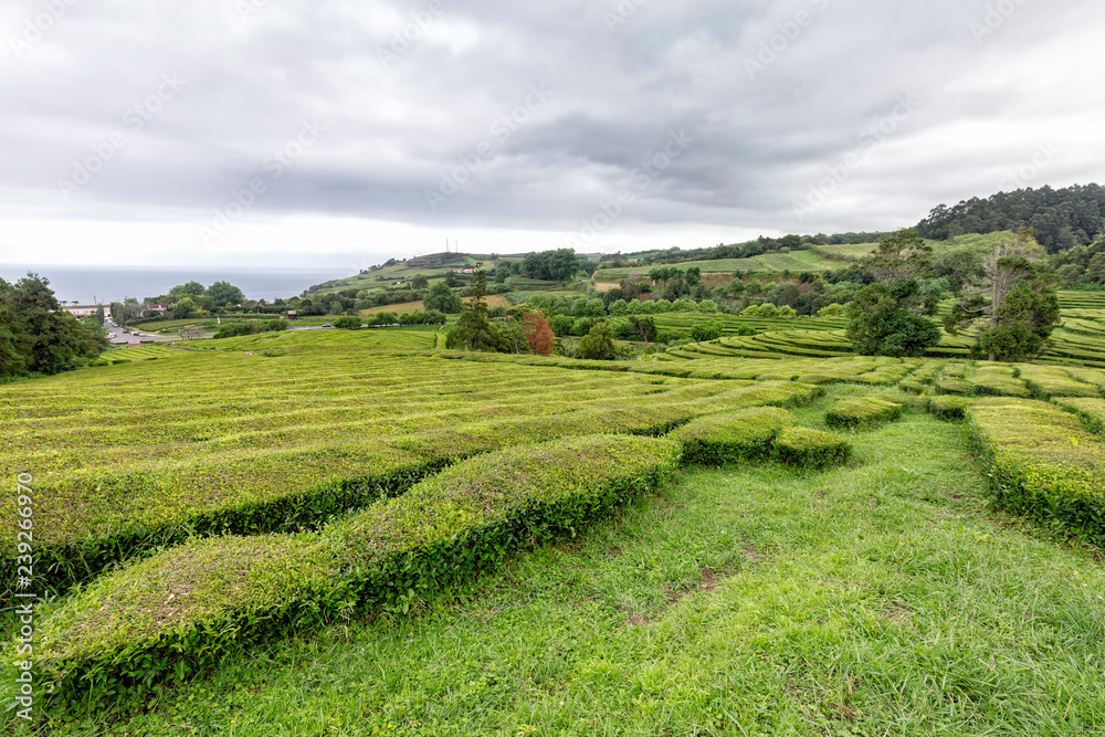 The Beautiful Gorreana tea plantation in Sao Miguel, Portugal.