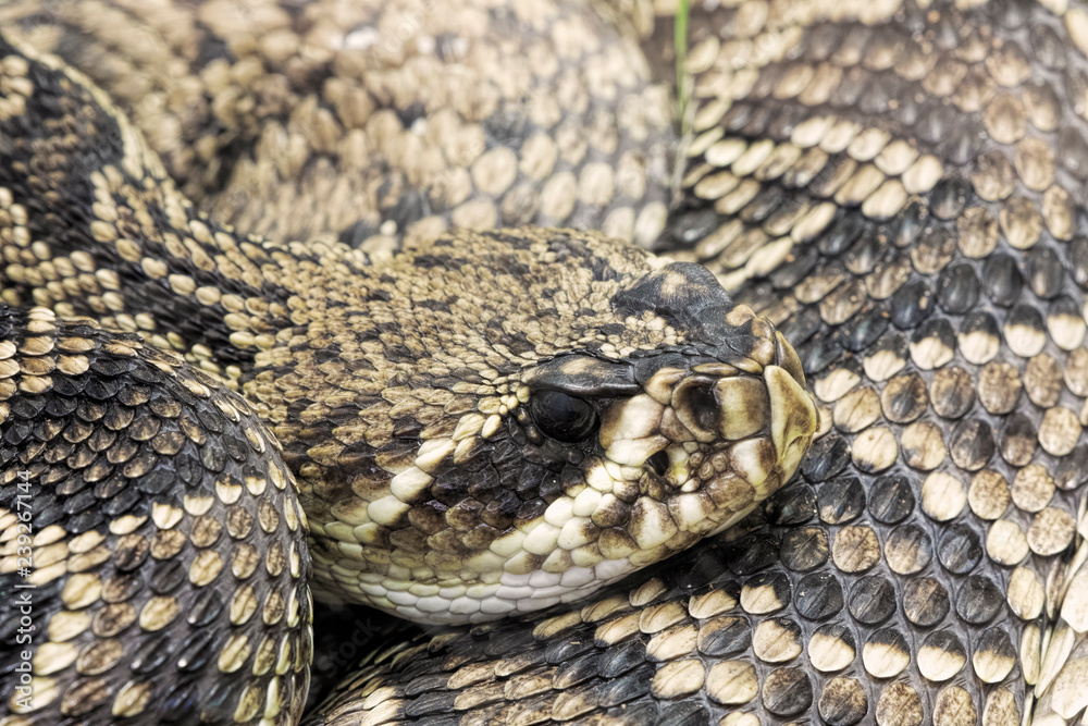 Obraz premium Eastern Diamondback Rattlesnake. Crotalus adamanteus native to Southeastern United States