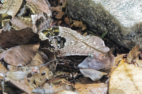 Gaboon Viper  Bitis gobonica is native to West Central Africa photo