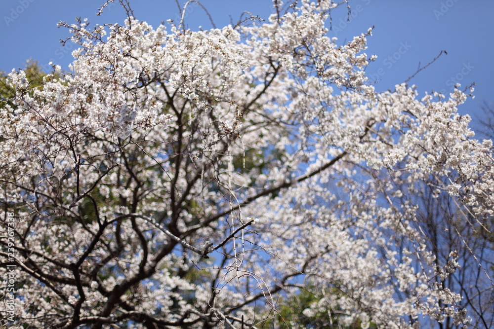 天神様の桜 天神様の桜