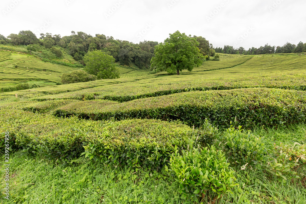 A lone tree growing between hedges of tea at a tea plantation in the Azores.