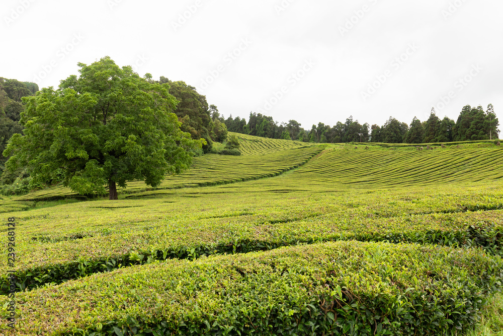 A beautiful tree growing between between rows of tea in the Azores.