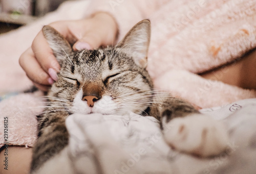 hand stroking cat, funny happy muzzle of cat, cat smiles