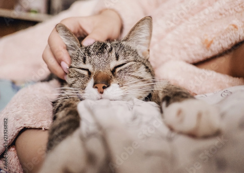 Fotografie hand stroking cat, funny happy muzzle of cat, cat smiles