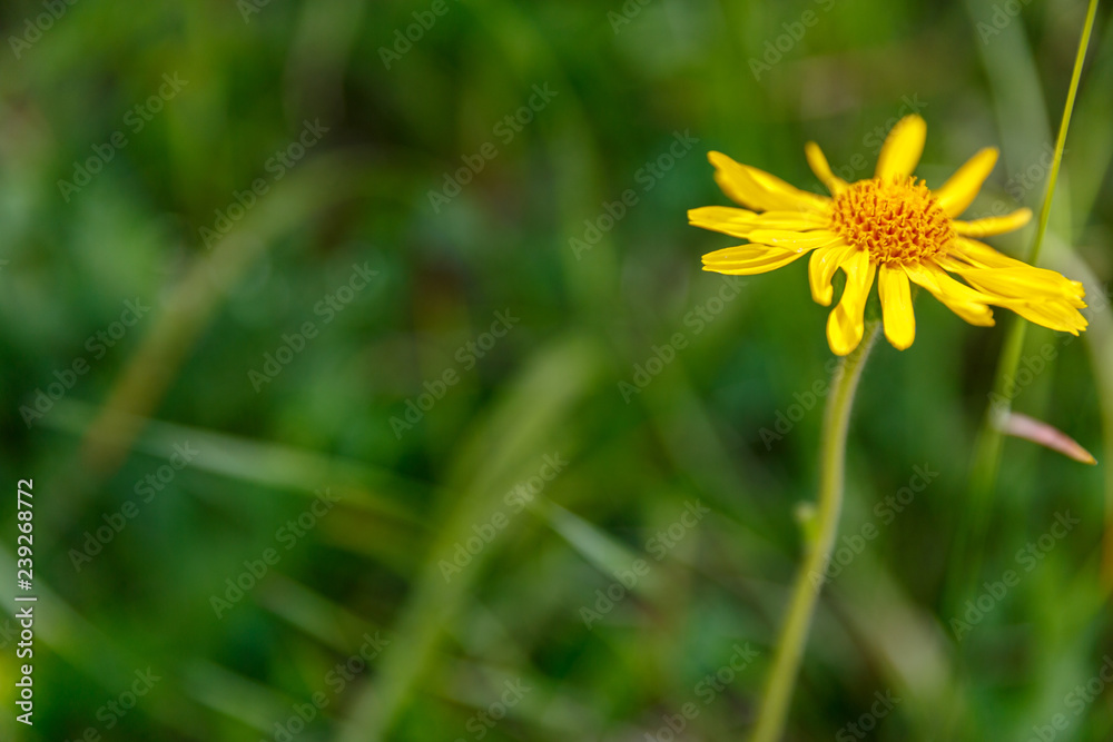 Fotobuch Hintergrund Wiese