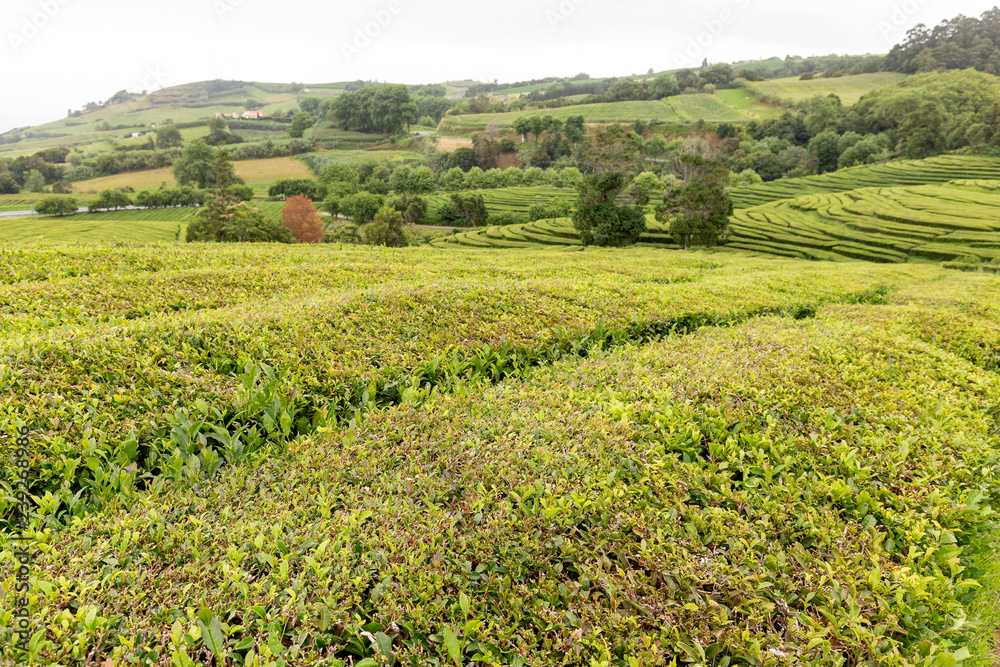 A tea plantation next the Atlantic coastline on Sao Miguel in the Azores.