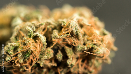 cannabis bud pot medicinal close up macro