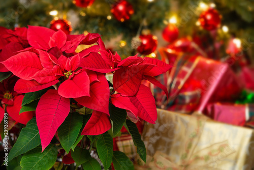 Canvastavla Red Poinsettia (Euphorbia pulcherrima), Christmas Star flower