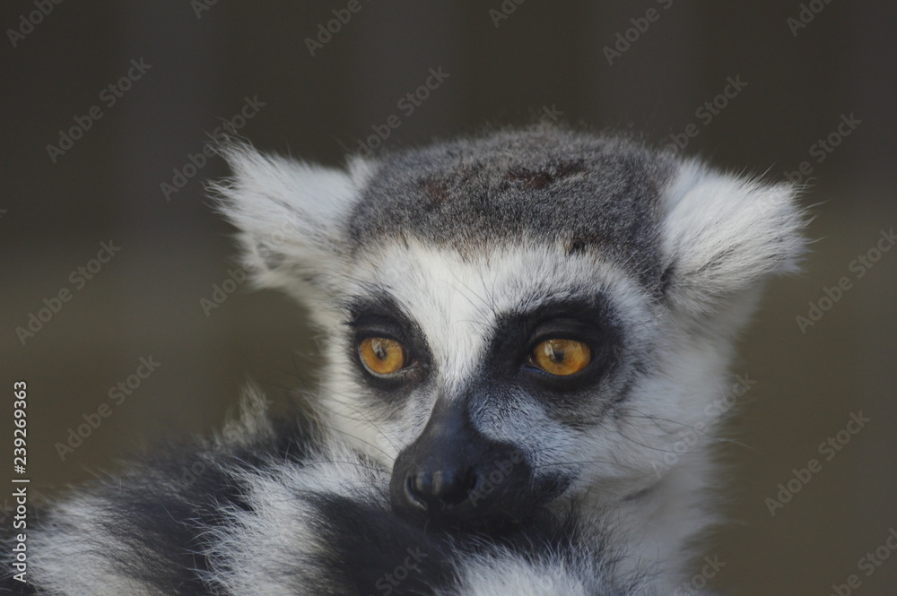 Obraz premium ワオキツネザル