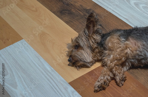 A small black and tan pet dog lies on a decorative laminate wooden floor image with copy space