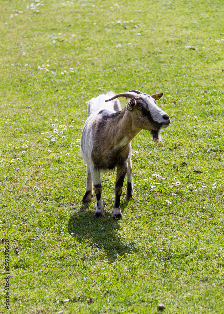 Obraz premium White goat