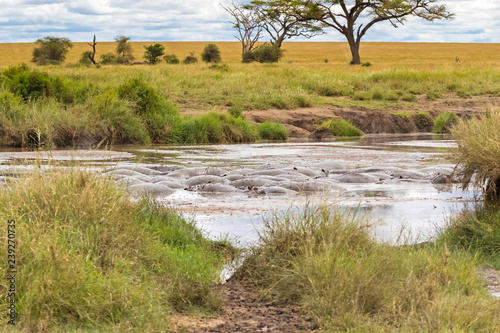 Hippopotamus, hippo submerging in muddy water at Serengeti National Park in Tanzania, Africa.