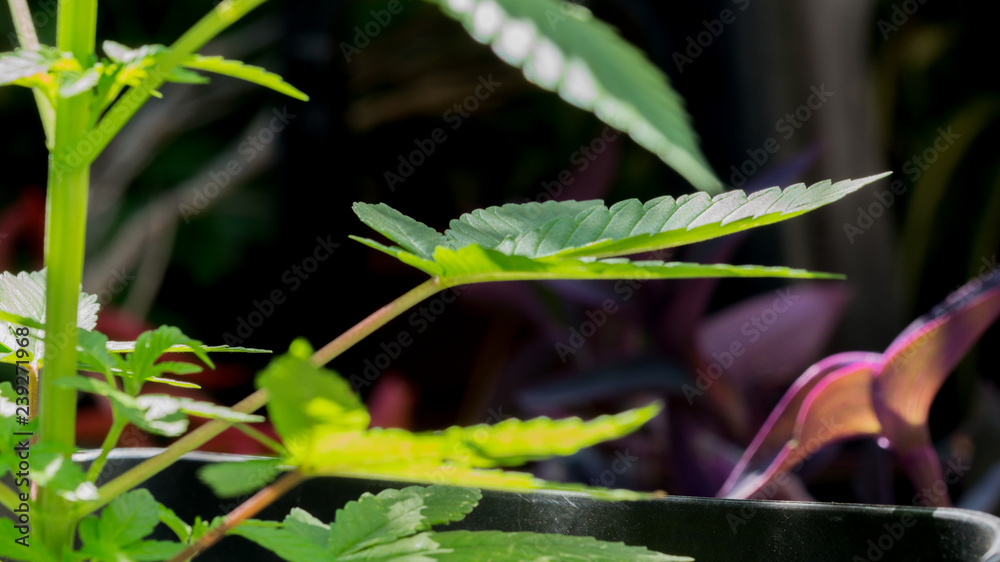 Cannabis Leaf Marihuana Plant in Garden Cannabis Leaf Marihuana Plant in Garden