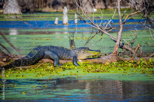 A large American Crocodile in Abbeville  Louisiana